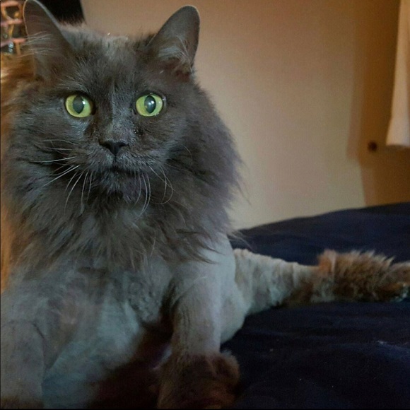 Meet your Posher, Victoria - Picture 7 of 7